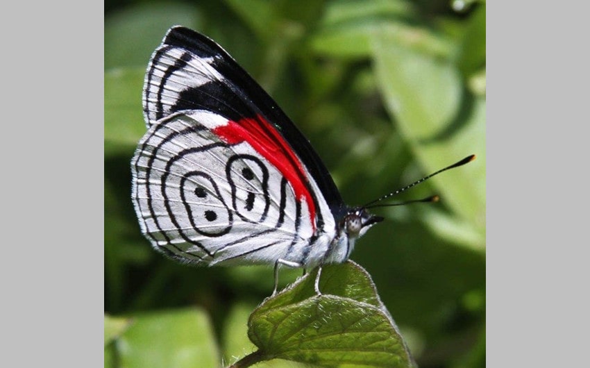 Eighty-Eight Butterfly