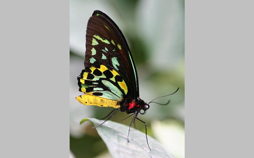 Goliath Birdwing Butterfly