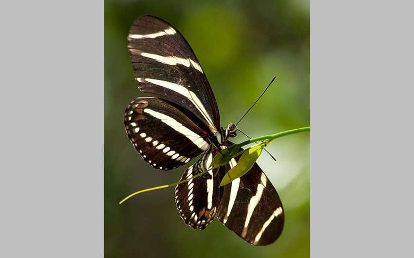 Zebra Longwing Butterfly