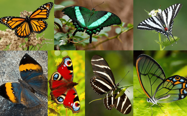 30 Prettiest Butterflies in the World That You Need to See