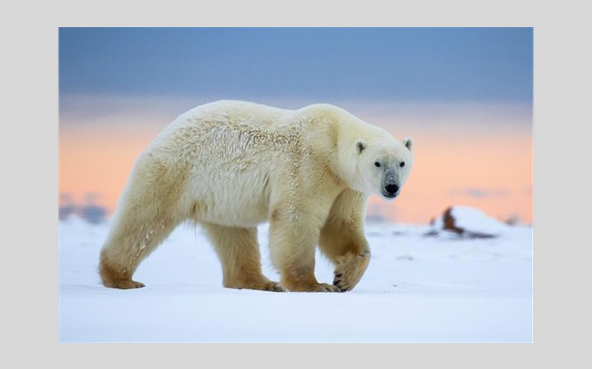 Polar Bear Weigh