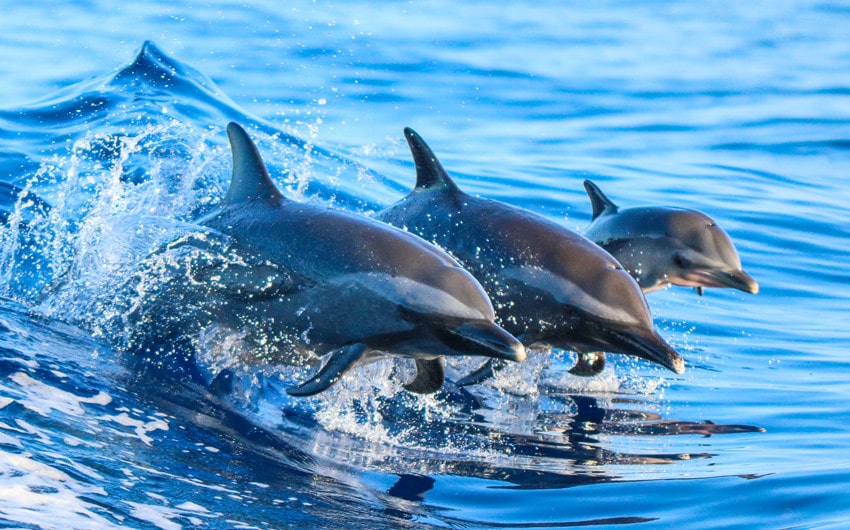Are Dolphins Evil? Interesting Facts You Might Not Know