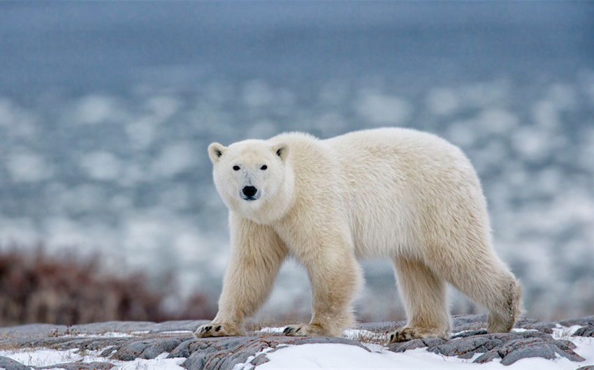 how much does a polar bear weigh