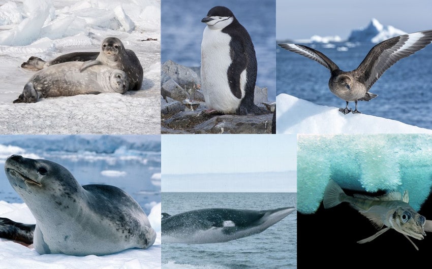 what animals live in antarctica