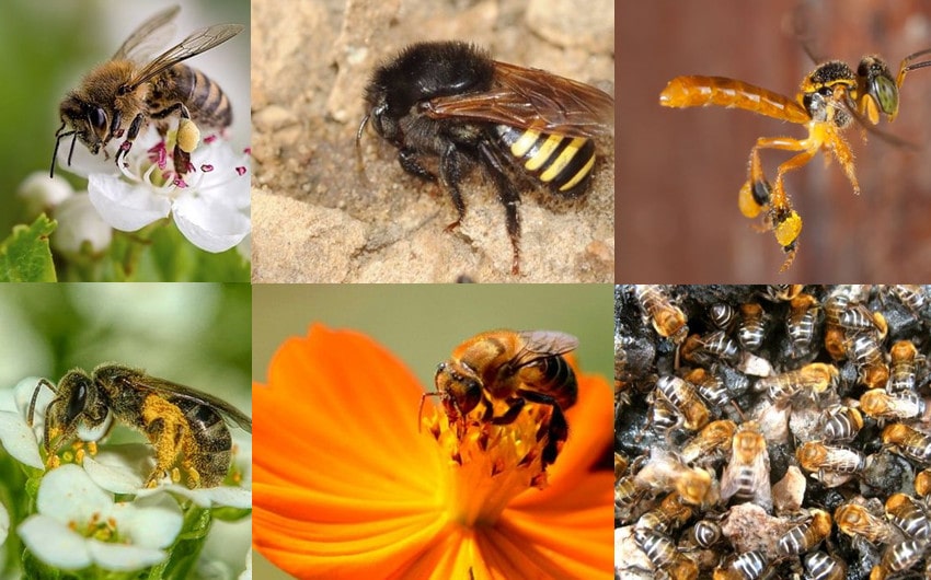 Bees That Don’t Sting: 9 Species of Bees That Won’t Hurt You