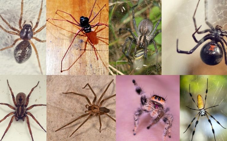 10 Common House Spiders You May See in Your House