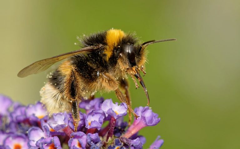 Do Bumble Bees Sting? All You Need to Know