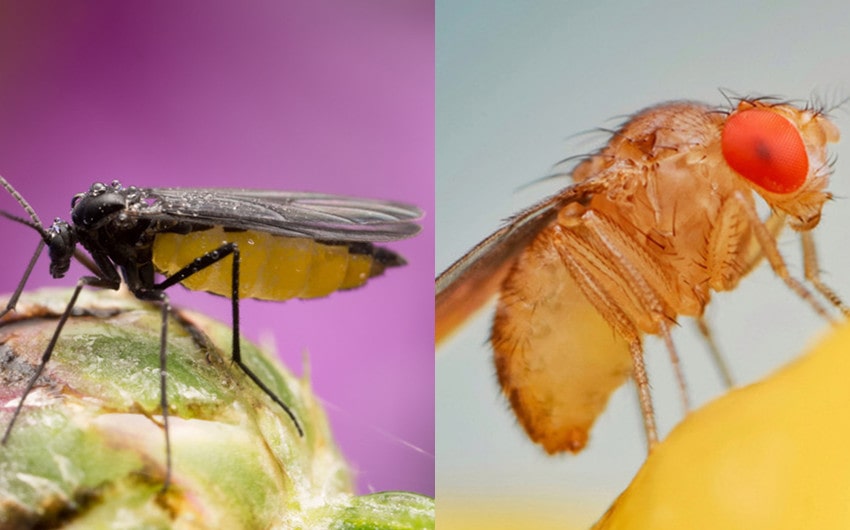gnats vs fruit flies