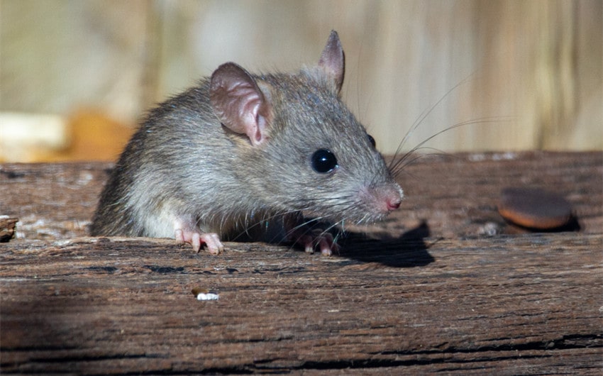 Rodent Control Guide: What Kills Rats Instantly?