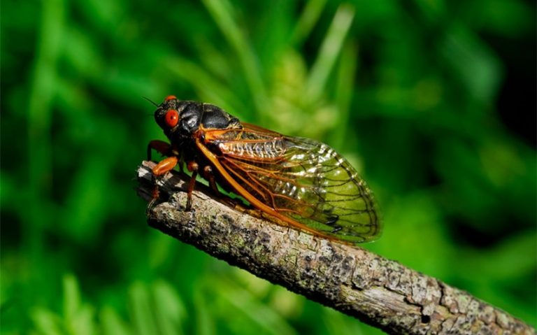 When Do the Cicadas Come Out? Get Ready for Noisy Nights