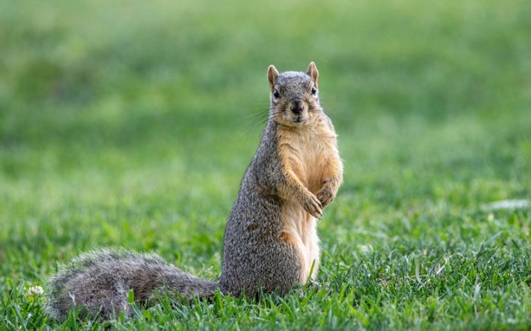 Why Do Squirrels Flick Their Tails? 5 Reasons