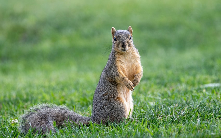 why do squirrels flick their tails