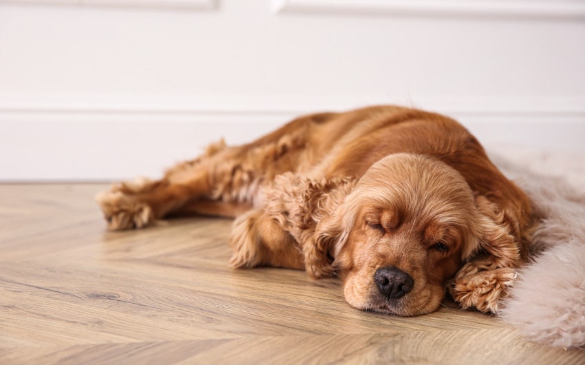 Pet Care Tips: What’s the Best Flooring for Dogs?